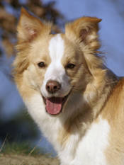 border-kolie-012